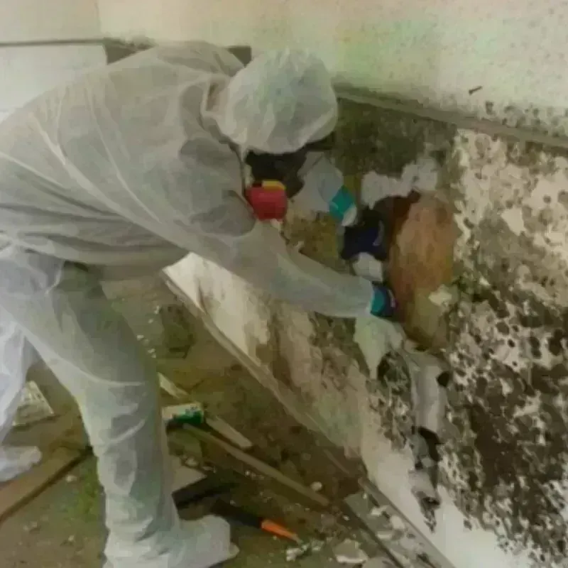 Mold Remediation and Removal in Fifth Street, TX